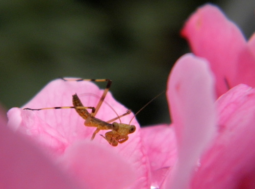 カマキリ赤ちゃん2.jpg